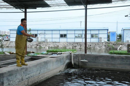 掌舵3千万级水产企业 佛山这位33岁新农人养鱼致富奔小康