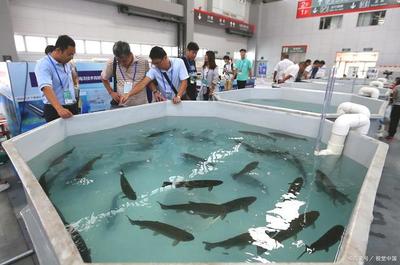 广东茂名罗非鱼工厂化循环水养殖示范基地,项目占地73332平方米