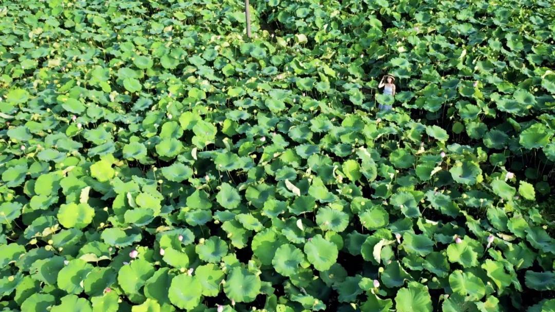 飛閱韶關(guān)·風(fēng)吹過(guò)的夏天