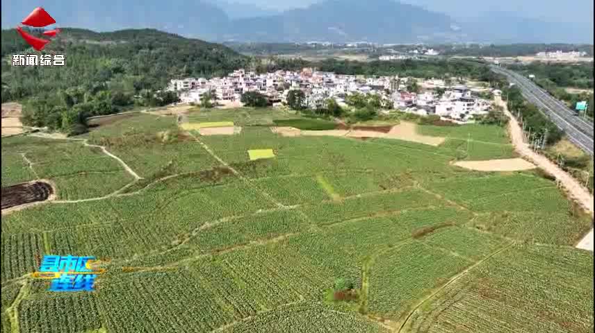 武江重陽鎮(zhèn)“炮彈芋頭”豐收 村民富“芋”路上添盼頭