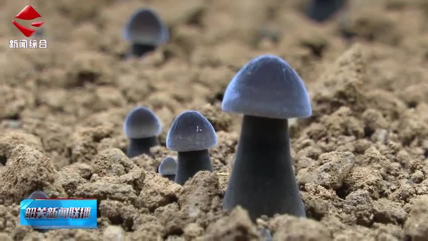 全國道德模范提名獎獲得者周姍：從外鄉(xiāng)妹到菌菇專家的助農(nóng)之路