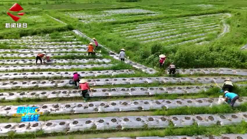 始興城南廣藿香種植正酣